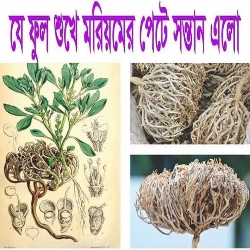 Moriom Flower small size | Products | B Bazar | A Big Online Market Place and Reseller Platform in Bangladesh